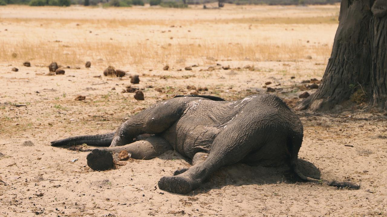 Au moins 100 éléphants morts de soif au Zimbabwe. [Keystone - AP]