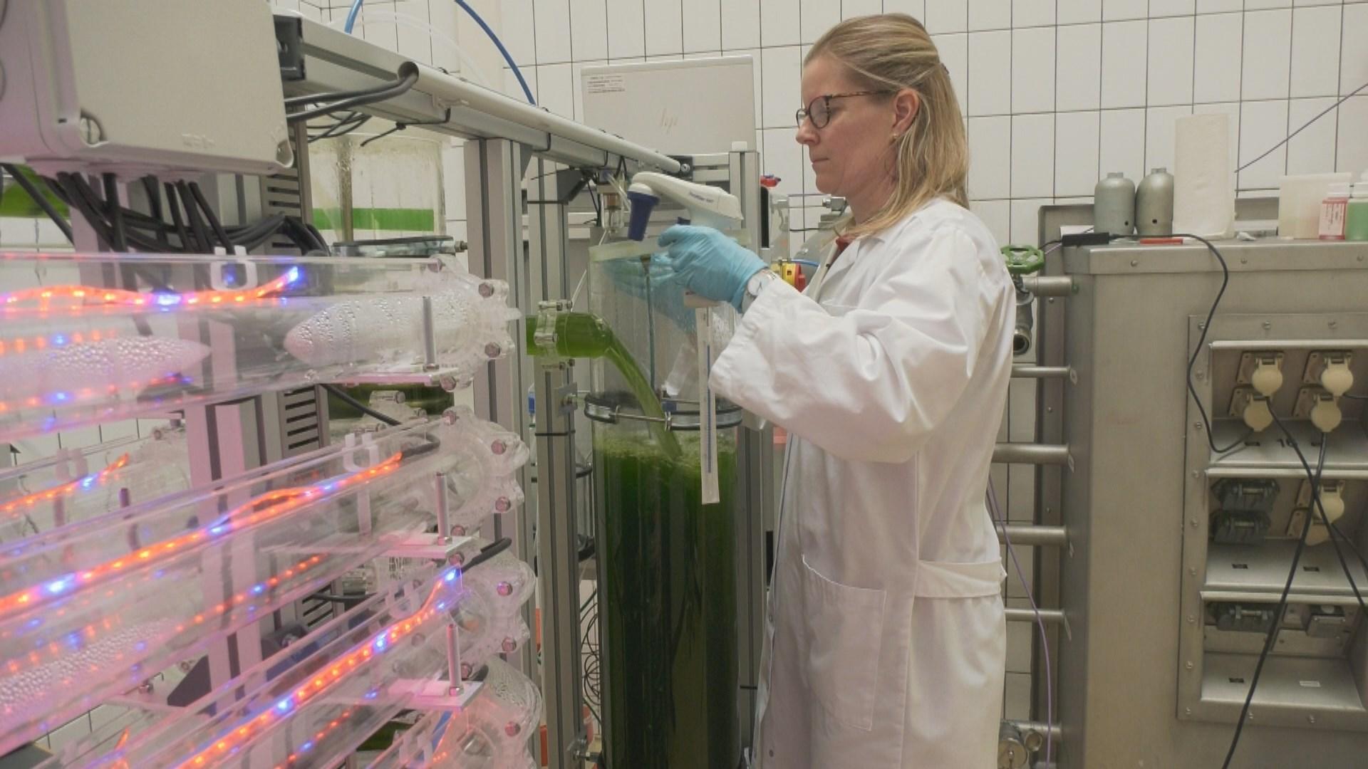 La scientifique de l'Agroscope Alexandra Baumeyer Brahier prélève un échantillon de la mixture d'algues. [RTS]