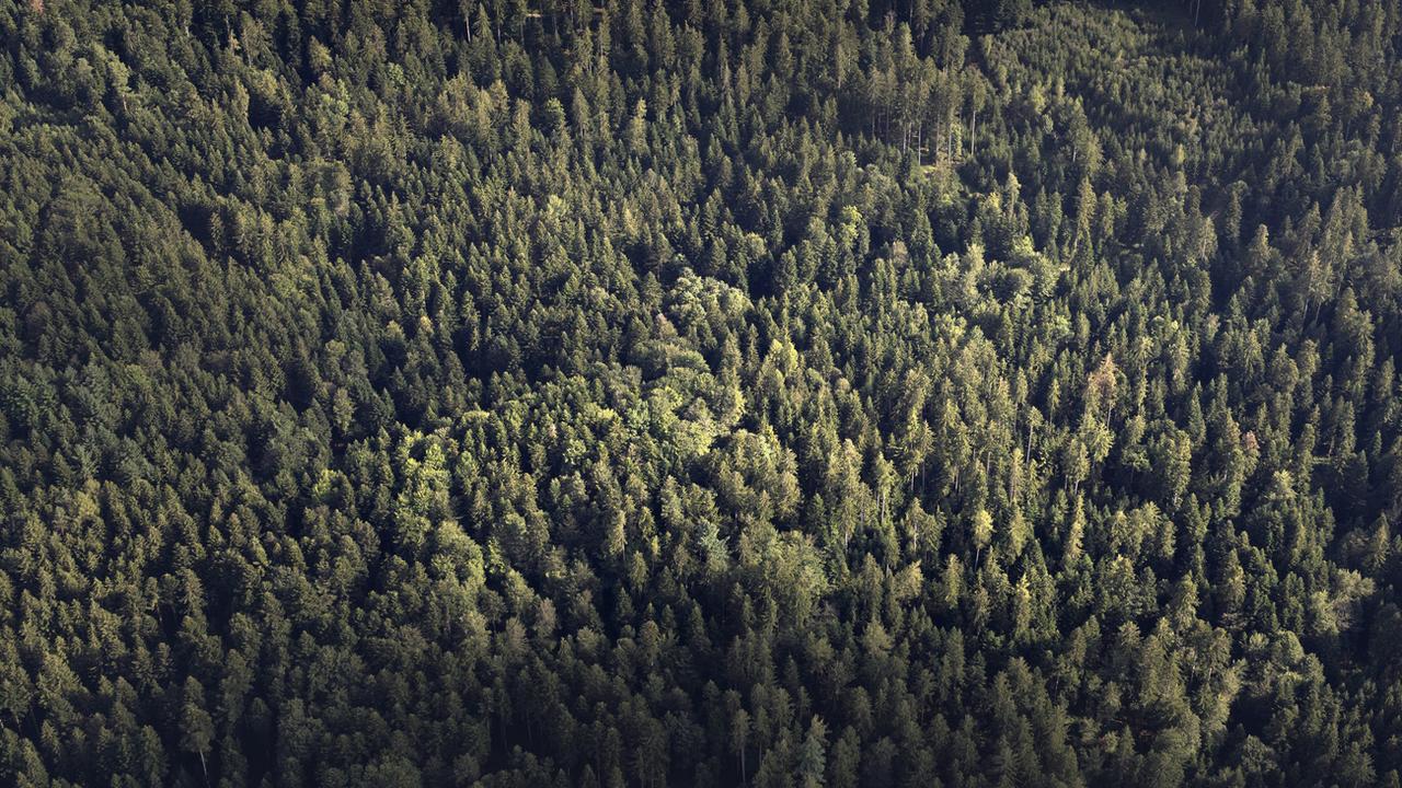 Le manque de renouvellement d'espèces d'arbres menace les forêts suisses. [Keystone - Gaetan Bally]