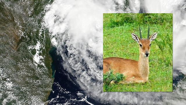 Les Imbalas, de la famille des antilopes, ont particulièrement souffert lors des évènements d'Idaï en mars 2019. [NASA/NOAA/Wikipedia - Bernard Dupont]