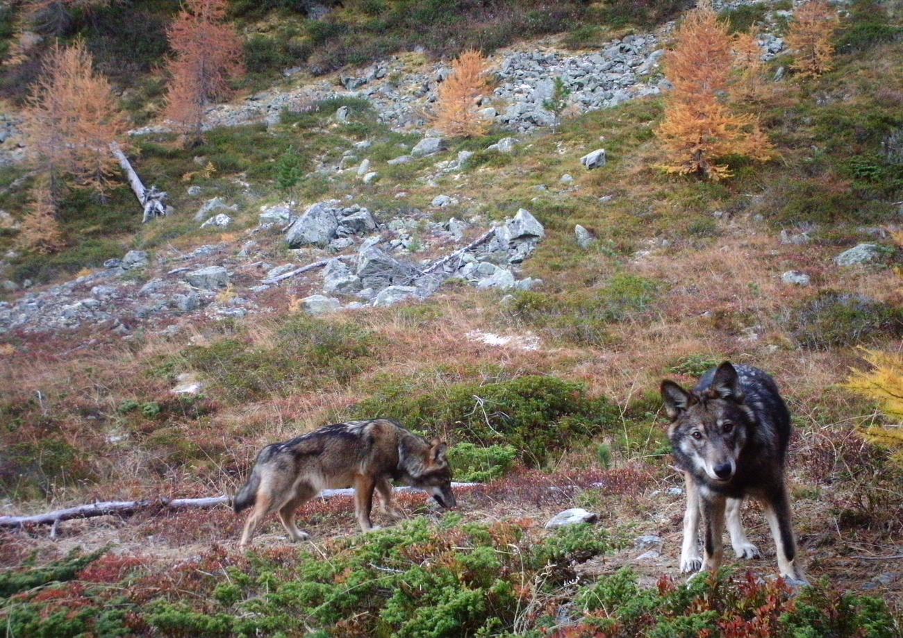 Environ 250 loups et 26 meutes parcourent actuellement la Suisse. Cette population a augmenté d'une centaine d'individus en une année. [KEYSTONE - GRUPPE WOLF SCHWEIZ]