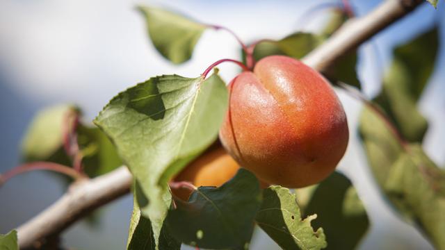 La récolte d'abricots valaisans s'annonce peu abondante en 2023. [Keystone - Valentin Flauraud]