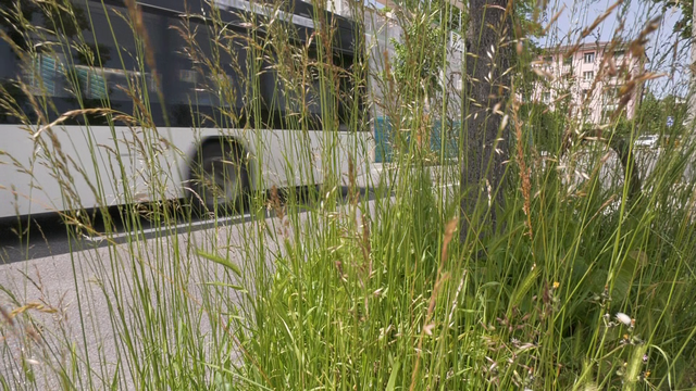 Le bord des routes est laissé non fauché, dédié à la biodiversité, et les graminées y prolifèrent. [RTS - Yoan Rithner]