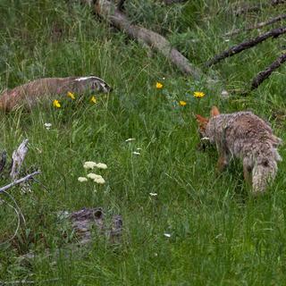 Un blaireau et un coyote marchent l'un près de l'autre dans une prairie verdoyante au parc national Yellowstone, Wyoming. [Depositphotos - ©Tamifreed]