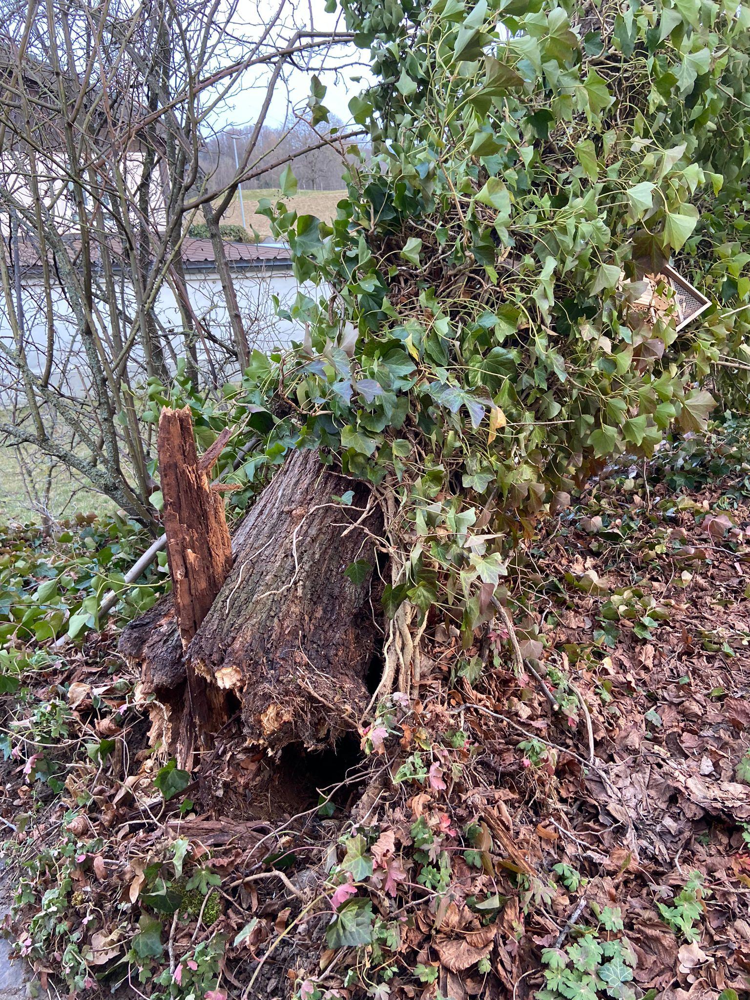 Un arbre déraciné par la tempête à Bossonnens (FR). [RTS - Flavia Vernazza]