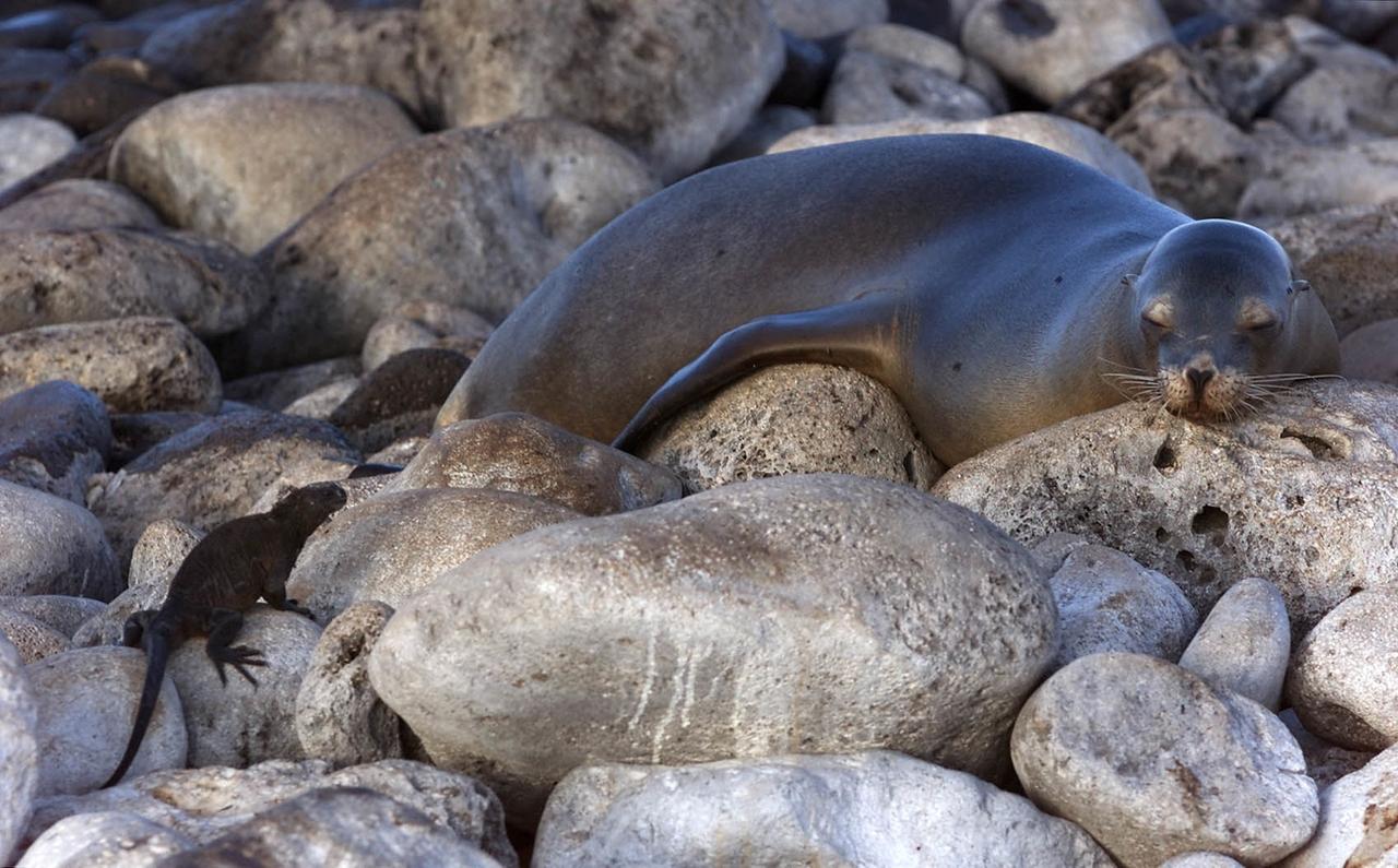 Un iguane marin observe un lion de mer endormi sur les rives de l'île de San Cristobal, dans l'archipel des Galápagos, en janvier 2001. [AP photo/Keystone - Ricardo Mazalan]