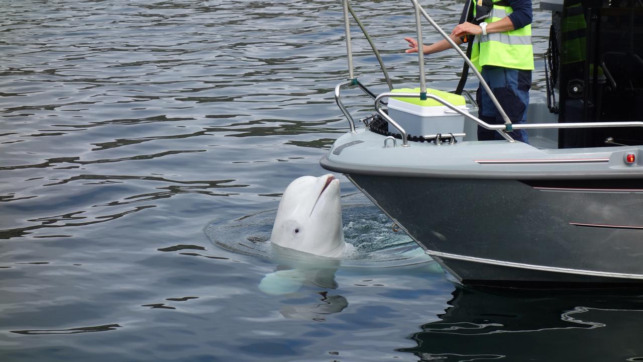 Le beluga Hvaldimir, soupçonné d'être un cétacé espion russe, vogue au large de la Suède. [Wikipédia.com - Ein Dahmer]