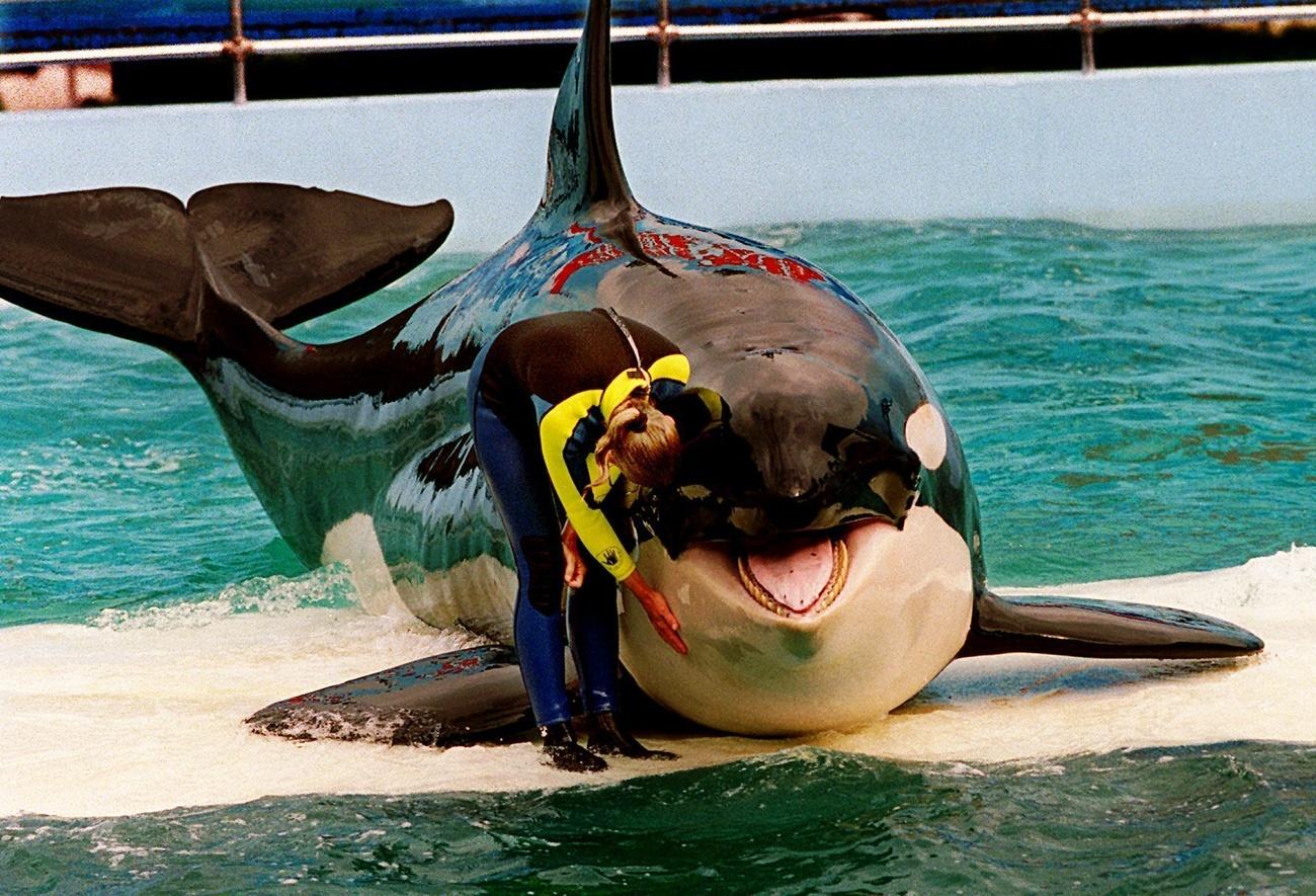 L'orque Lolita, ici avec une dresseuse, a passé 52 ans en captivité à l'aquarium de Miami. Elle est aujourd'hui âgée de 56 ans. [AP/Keystone - Nuri Valbona]