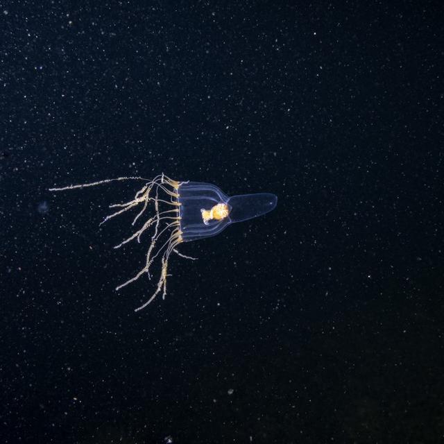 Les abysses, méduse. [AFP - Franco Banfi / Biosphoto]