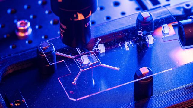 Sur un substrat de verre, des scientifiques de l’EPFL fabriquent un laser femtoseconde qui tient dans la paume de la main. [CC-BY-SA 4.0 - ©2023 EPFL/Jamani Caillet]