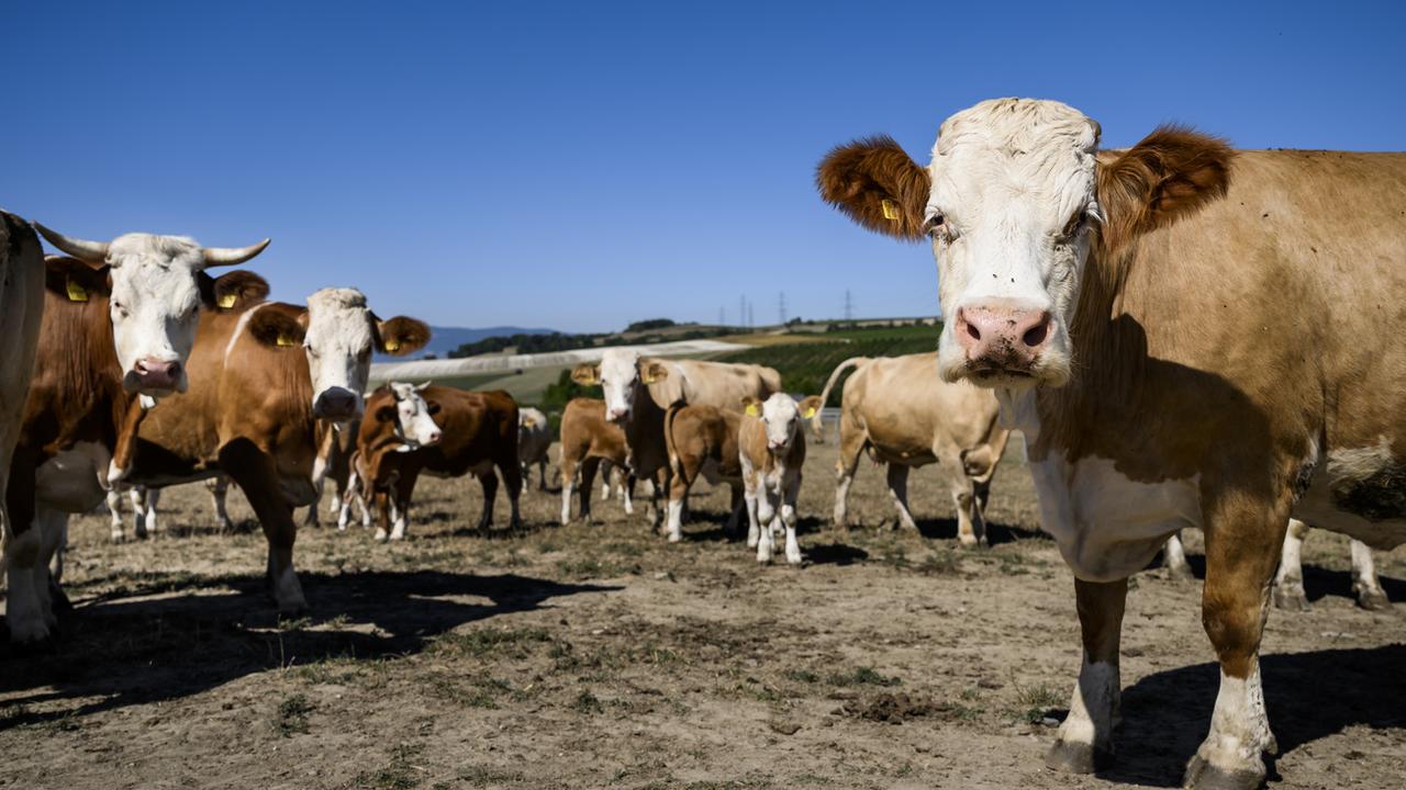 La vie des vaches est menacée par des moucherons piqueurs (image d'illustration). [Keystone - Jean-Christophe Bott]