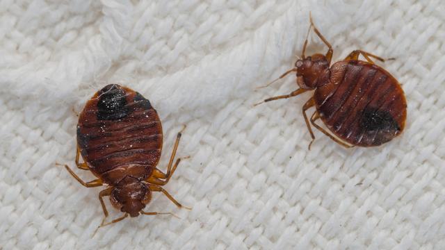 La prolifération des punaises de lit en France préoccupe les autorités suisses [BIOSPHOTO VIA AFP - ROGER ERITJA]