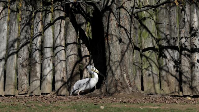 Un pélican (image d'illustration). [Keystone - AP Photo/Petr David Josek]