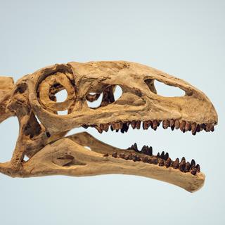 Le platéosaure sʹexpose à Neuchâtel. [MHNN - ©Sarah Adatte]