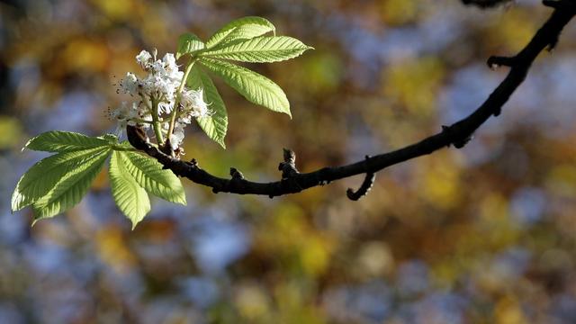 L'anormale douceur du mois d'octobre provoque la floraison des arbres. [Keystone]