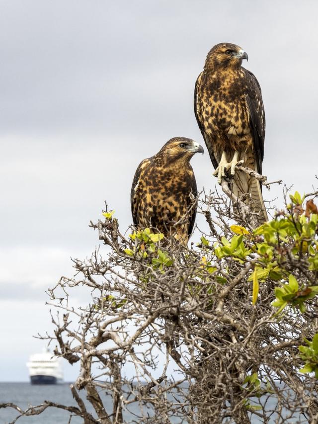 Une paire de buses juvéniles des Galápagos (Buteo galapagoensis), sur l'île de Rabida. Octobre 2021. [robertharding via AFP - Michael Nolan / Robert Harding]