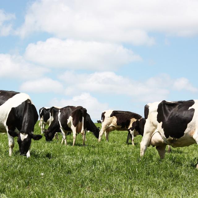 Des vaches broutent de l'herbe. [Depositphotos - Serendipity]