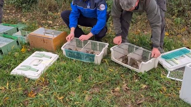 Des centaines d'oiseaux indigènes et exotiques, détenus illégalement dans des cages, ont été saisis lundi au Val-de-Ruz (NE). Plus de 500 oiseaux ont été récupérés, dont 200 indigènes relâchés rapidement. [Police neuchâteloise]