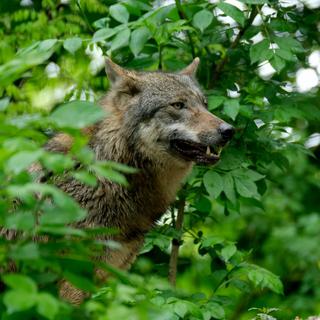 La révision de la loi de la chasse devrait permettre de réguler de manière efficace le loup en autorisant son tir avant même qu'il ne s'attaque aux troupeaux. [Pexels - Nicky Pe]
