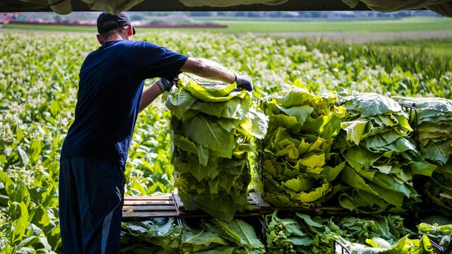 Les producteurs de tabac sont toujours moins nombreux en Suisse. [Keystone - Jean-Christophe Bott]