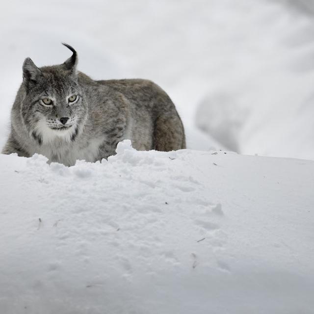 Un lynx dans les Pyrénées. [AFP - Claude Balcaen / Biosphoto]