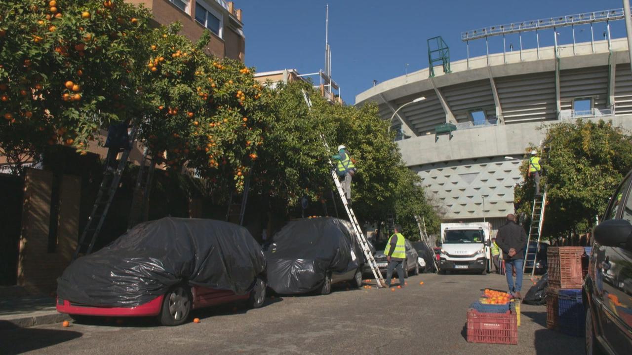 A Séville, plus de 200 ouvriers cueillent, à la main, jusqu'à la dernière orange, soit 3000 tonnes au total. [RTS]