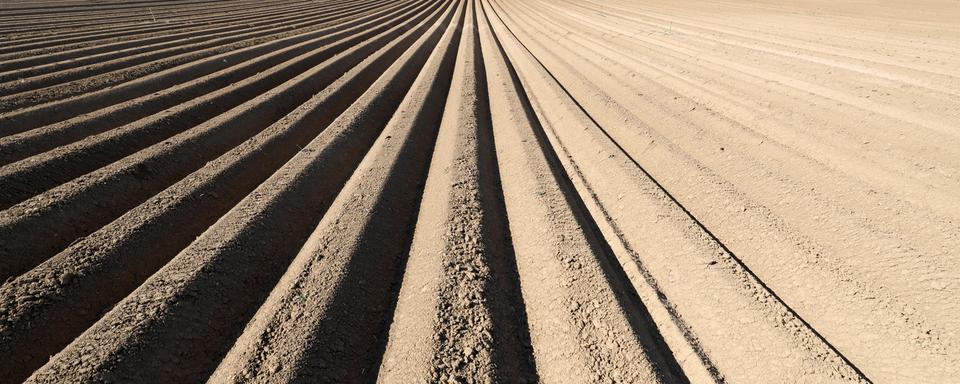 L'impact de la sécheresse sur l'agriculture. [EPA - Ronald Wittek]