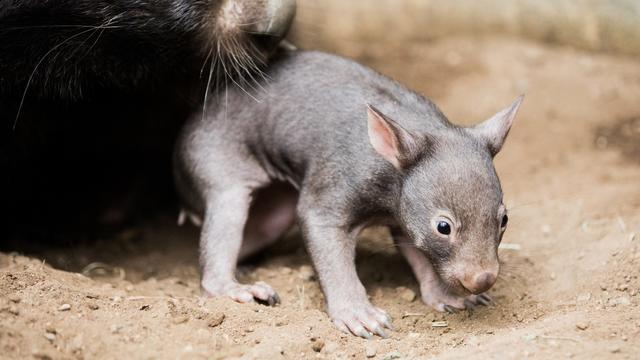 Le wombat est natif d'Australie. [Keystone - Rolf Vennenbernd]