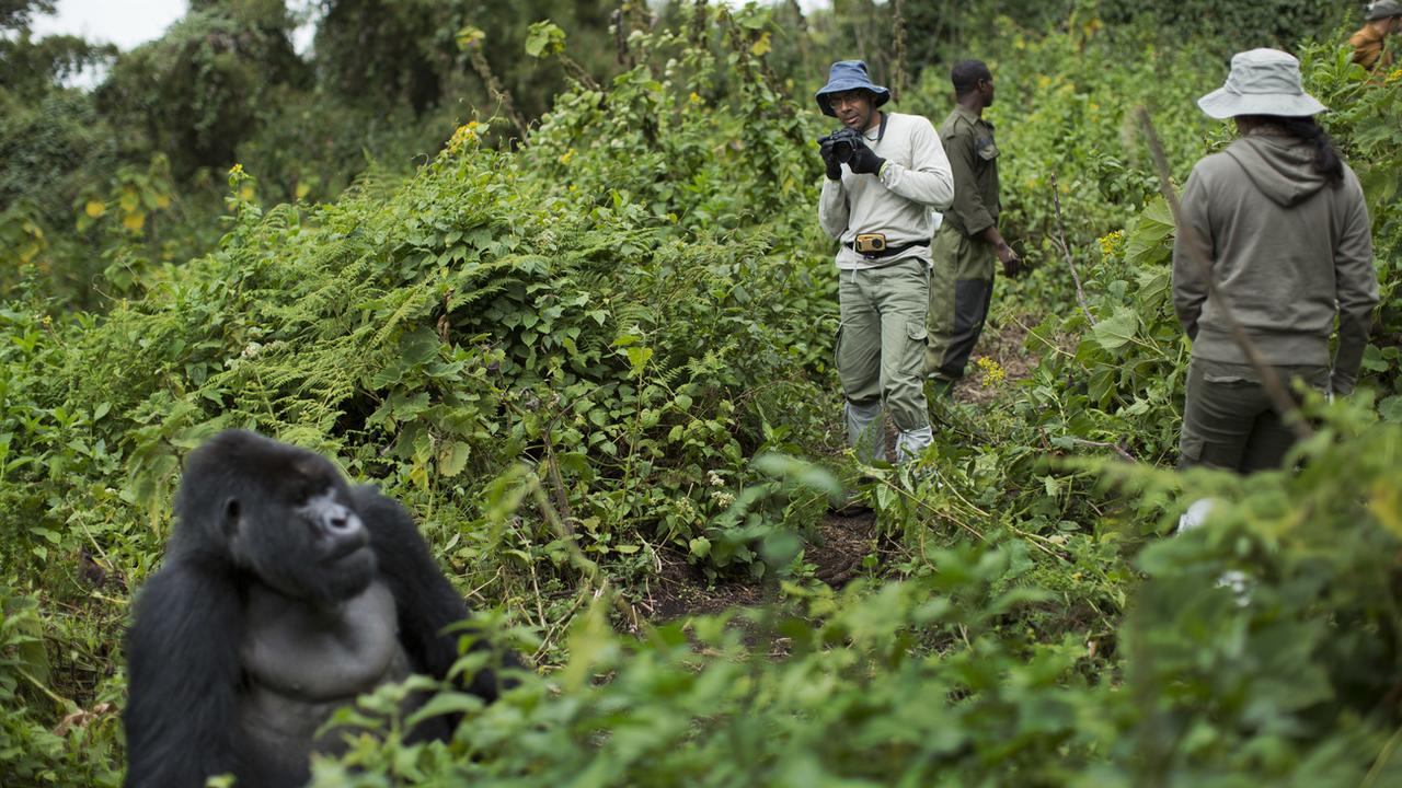 Des touristes prenant en photo des gorilles au Rwanda. [AP photo / keystone - Ben Curtis]