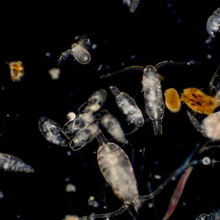 Plancton au microscope [Depositphoto - Tonaquatic19]