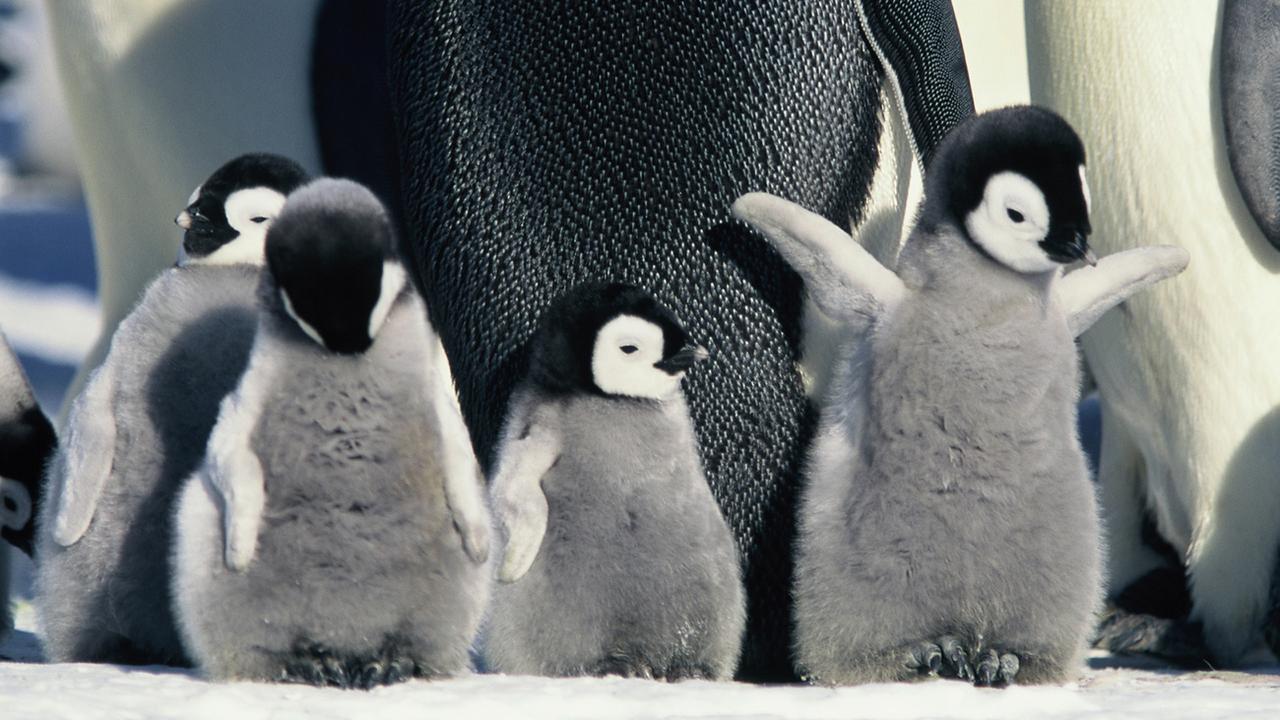 Les poussins de manchots empereurs, premières victimes de la fonte de la banquise en Antarctique. [Keystone - AP Photo/Warner Independent Pictures]