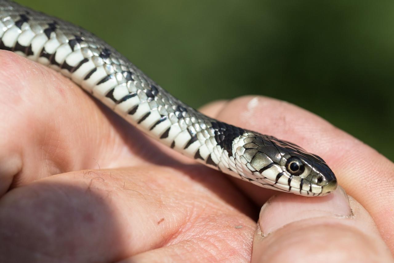 La couleuvre à collier (Natrix natrix) est fortement menacée en Suisse. [Keystone - Arno Balzarini]