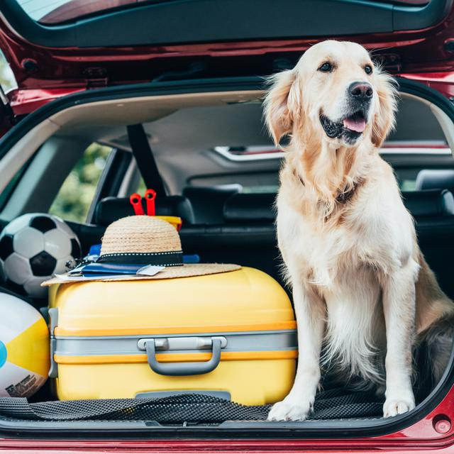 Dans le coffre d'une voiture ouverte, un chien est assis à côté d'une voiture, d'un chapeau et de deux ballons. [Depositphotos - Alebloshka]