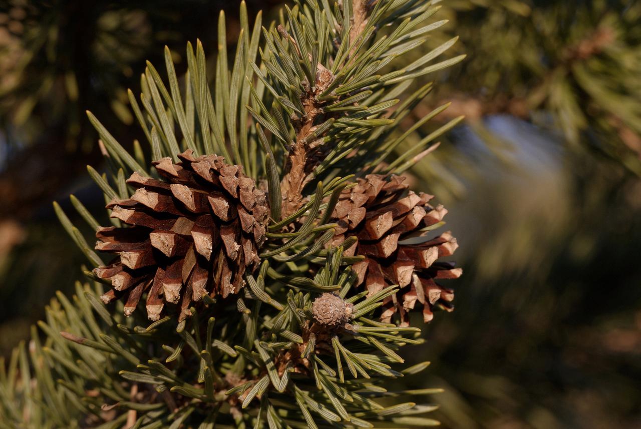 Le pin sylvestre, dernier des 55'000 arbres plantés en Suisse. [AFP]