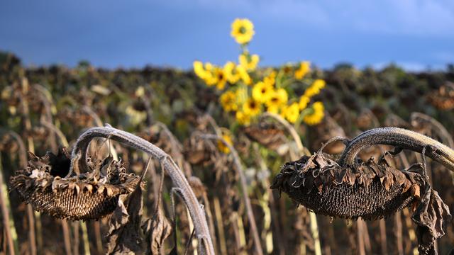 Un champ de tournesols fanés, avec quelques tournesols encore en fleur en arrière-plan. [Keystone/DPA - Wolfgang Kumm]