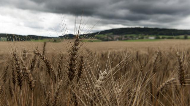 Le Conseil fédéral souhaite augmenter les stocks de céréales de 50%. [Keystone - Lukas Lehmann]