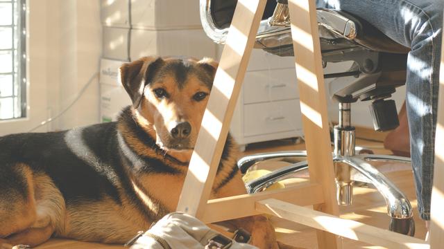 Chien au travail [Pexels - Lum3n]