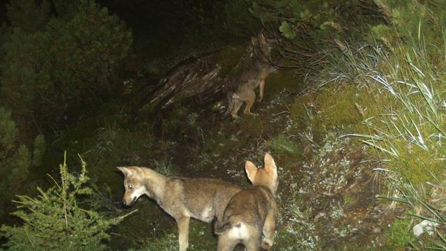 La plupart des demandes cantonales de tir préventif du loup acceptées. [Keystone]