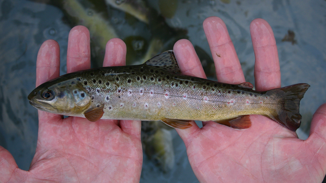 Les résultats sur la pollution des poissons aux PFAS en Valais sont "rassurants". [Service de l'environnement valaisan]