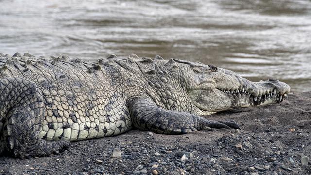 Un spécimen de crocodile Crocodylus Acutus au Costa Rica (2022). [AFP - Ezequiel Becerra]