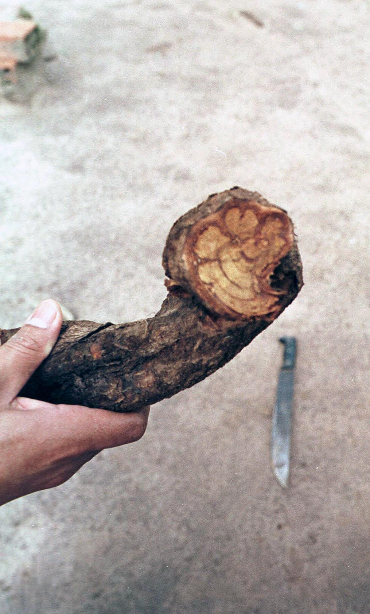 Une liane d'ayahuasca, utilisée dans la préparation de la tisane psychotrope du même nom. [AFP - Jaime Razuri]