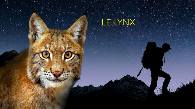 Le lynx à la croisée des chemins