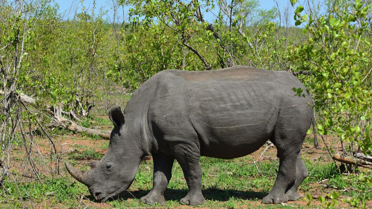 Une espèce de rhinocéros blancs a été réintroduit dans un parc national de RDC. [AFP - Eric Planchard]