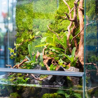 Petit jardin de style terrarium avec roche et bois flotté dans un récipient en verre contenant sol et décoration Plantes broméliacées. [Depositphotos - ©Coffmancmu]