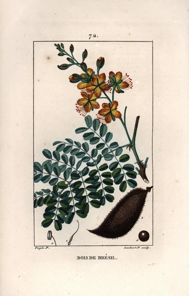 Pernambouc, aussi nommé bois de Brésil ou bois braise. Gravure de Lambert fils, d'après un dessin de Pierre Jean François Turpin (1775-1840). [Leemage via AFP - Extrait de "La flore médicale", de Chaumeton, Poiret et Chamberet, Paris 1830]