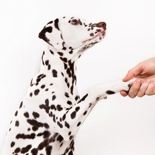 Un dalmatien qui donne la patte. [Depositphotos - art2435]