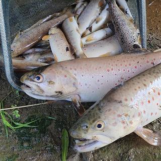 Un millier des poissons sont morts dans la contamination d'un cours d'eau à Vuadens, en Gruyère, au mois de juillet. [Etat de Fribourg - Police cantonale]