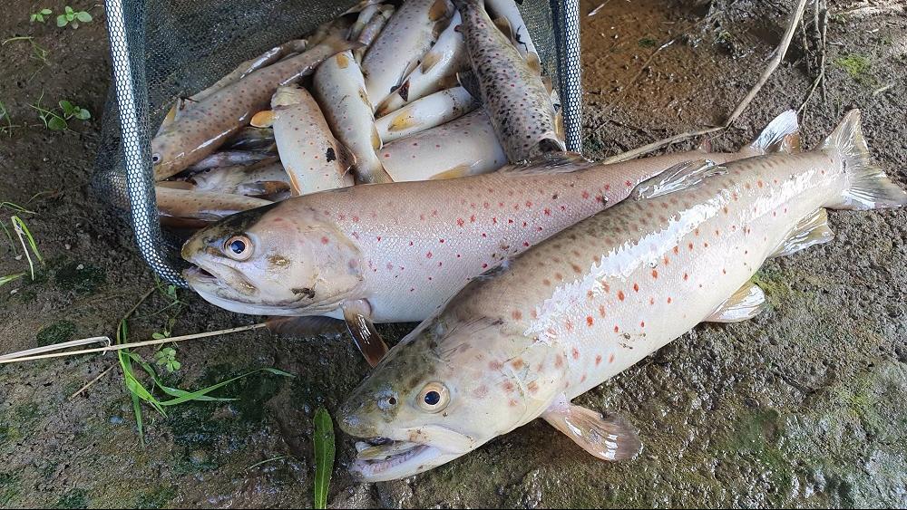 Un millier des poissons sont morts dans la contamination d'un cours d'eau à Vuadens, en Gruyère, au mois de juillet. [Etat de Fribourg - Police cantonale]