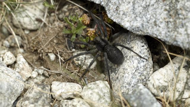 Une araignée-loup alpine (Vesubia jugorum), dans le Parc national du Mercantour en France. [AFP - Robert Valarcher / Biosphoto]
