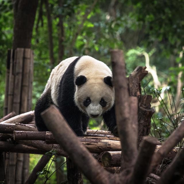 Un panda géant à la base de recherche sur l'élevage du panda géant de Chengdu, à Chengdu, dans la province chinoise du Sichuan, le 2 décembre 2019. [Keystone]
